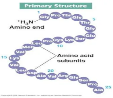 Gambar 2.1 Struktur primer protein (Anonim, 2010) 