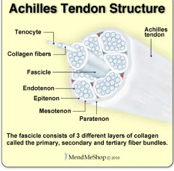 Gambar 1.2: Struktur Tendon
