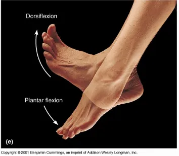 Gambar 1.4: Dorsofleksi dan Plantarfleksi pada pergelangan kaki
