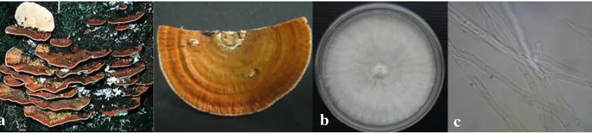 Gambar 2.2.2 tik Karateristik Rigidoporus microporus (a) tubuh buah (b) koloni pada media potato dekstrosa agar (PDA) (c) hifa