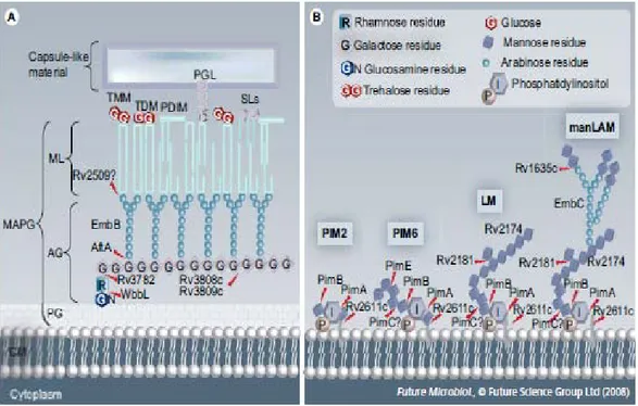 Gambar  2.1  (A) Skema selubung sel M. tuberculosis. CM, AG, ML, PG, PGL, PDIM,  TDM, TMM dan SL