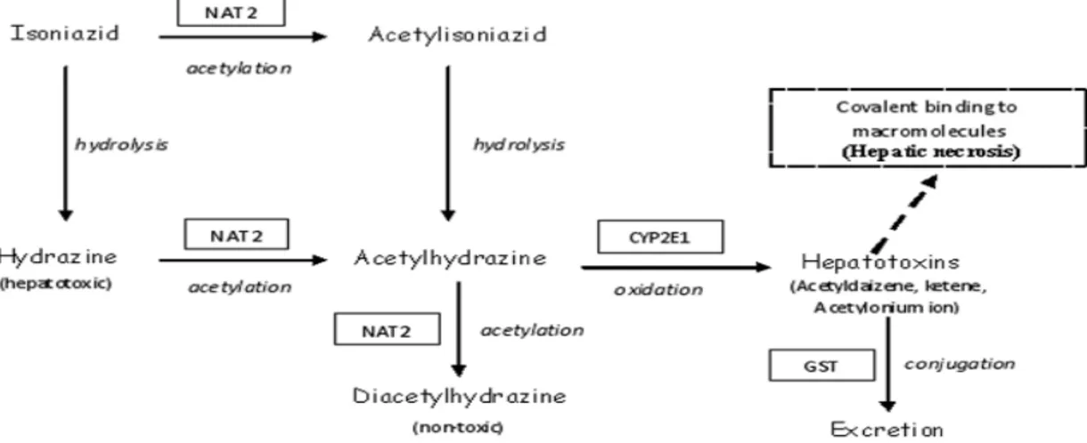 Gambar 2.4a. Alur metabolisme INH dan enzim – enzim utama yang terlibat (terdapat  didalam tanda kotak) (Teixeira et al., 2013).