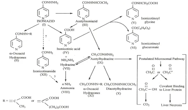Gambar 2.4b. Alur metabolisme INH (Preziosi, 2007). 