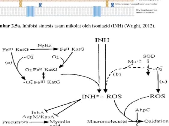 Gambar  2.5b.  Potensi keterlibatan superoksida dalam aktivitas INH . INH sebagai  prodrug  yang diaktifkan oleh protein KatG (katalase -  peroksidase) atau oleh Mn 2+ 