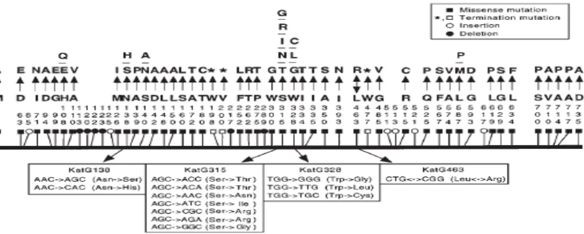 Gambar 2.6. Polimorfisme protein KatG pada M. tuberculosis INH R . Varian asam amino  diberi nomor secara vertikal