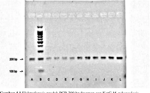 Gambar 4.1 Elektroforesis produk PCR 200 bp fragmen gen KatG M. tuberculosis  dengan primer KatGF dan KatGR dalam agarose 3%