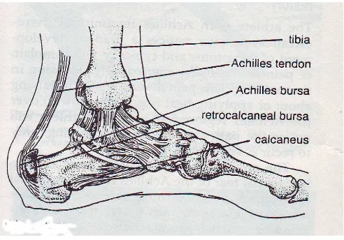 Gambar 1. Anatomi achiles