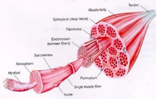 Gambar 3. Mikroskopis tendon achiles