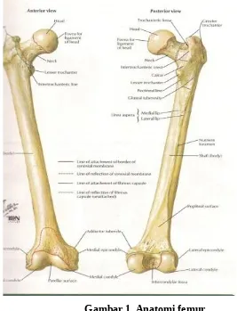 Gambar 1. Anatomi femur