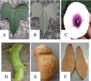 Gambar  3.  Karakteristik  morfologi  klon  ubi  jalar  oranye  di  Kabupaten  Agam      (A