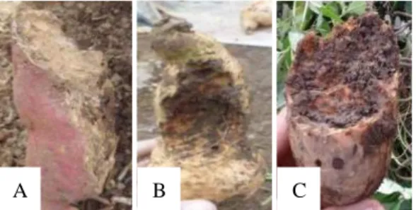 Gambar  7.  Morfologi  lanas  yang  ditemukan  pada  umbi  ubi  jalar  di  Kabupaten  Agam (A.Larva; B, C, D