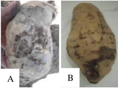 Gambar  9.  Larva  uret  yang  ditemukan  menyerang  pada  kulit  ubi  jalar  di  Kabupaten Agam 
