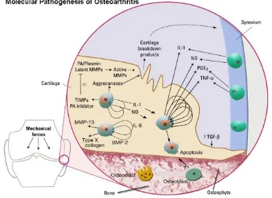 Gambar 2. Patogenesis OA