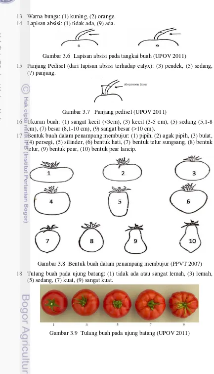Gambar 3.6  Lapisan absisi pada tangkai buah (UPOV 2011) 