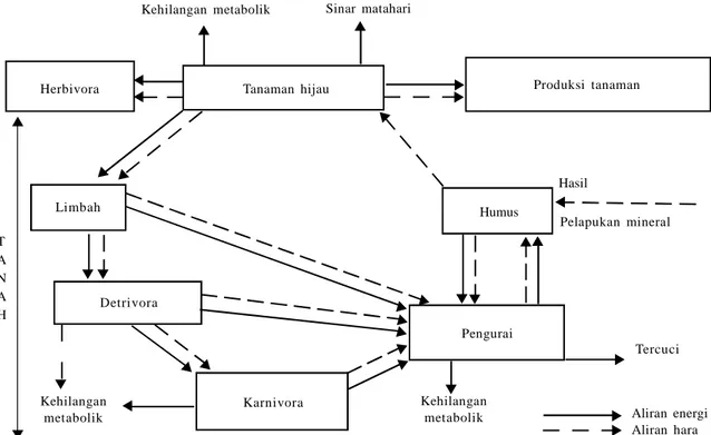 Gambar  1.  Daur  energi  dan  hara  dalam  ekosistem  tanah  (modifikasi  dari  Wallwork  1970).