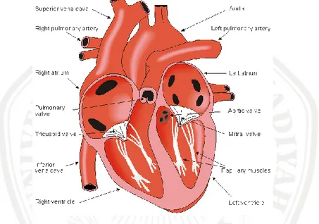 Gambar 2. 2 Kompartemen dan Katup Jantung (Curran and Sheppard, 2011)  Jantung memiliki empat ruang yang berbeda dengan ketebalan dinding otot  yang berbeda  yaitu atrium kiri (LA), atrium kanan (RA),  ventrikel kiri (LV) dan  ventrikel kanan (RV) (Gambar 