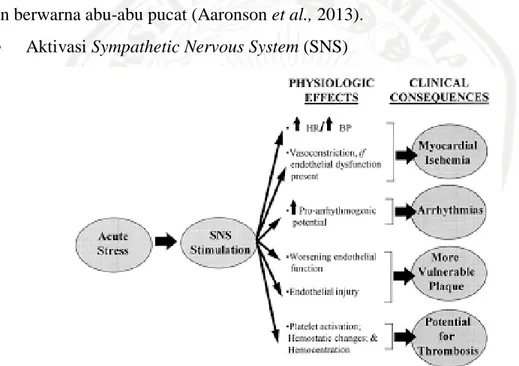 Gambar 2. 5 Aktivasi dari SNS (Rozanski et al., 1999)