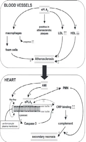 Gambar 2. Overview peran sPLA2-II pada atherosclerosis  dan kerusakan cardiomyocyte post IMA