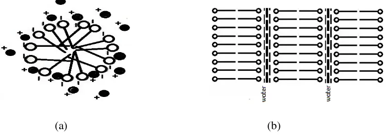 Gambar 2.14  Struktur misel sterik (a)  dan  struktur misel lamelar (b) 