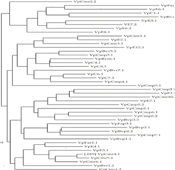 Figure 1. Dendrogram showing the clustering of antibiotics patterns for V. parahaemolyticus isolates fromshellfish, hospital waste water and human stools using BioNumeric Software Version 4.6 (Applied Maths,Kortrijk,  Belgium),  computed  with  Pearson  co