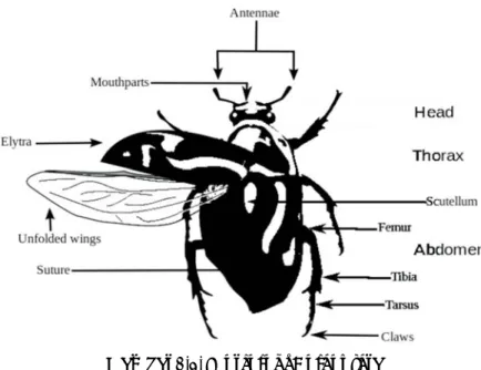 Gambar 3.4. Morfologi Coleoptera