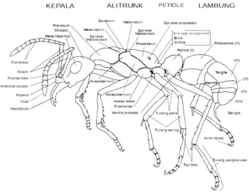 Gambar 3.6. Morfologi Hymenoptera Secara Umum (Sumber: diolah dari http://www.wikimedia.org) 6