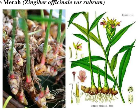Gambar 1. Jahe (Zingiber officinale R) 