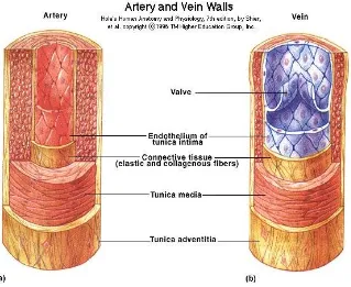 Gambar 4. Arteri dan vena normal