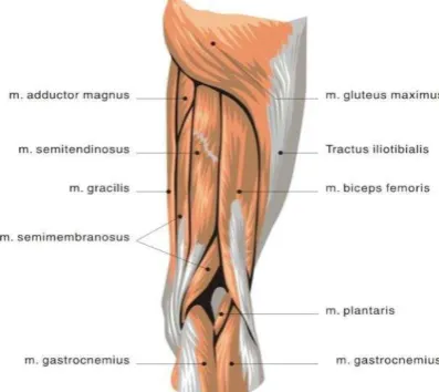 Gambar 2.3 Grup otot hamstring (Watson, 2002) 