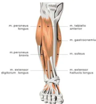 Gambar 2.5 Grup otot dorsi fleksor ankle (Watson, 2002) 