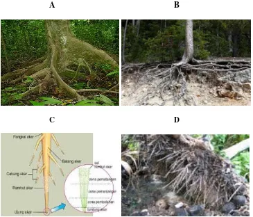 Gambar 1: Beberapa jenis perakaran pohon ; Akar banir (A), Akar lateral (B), 