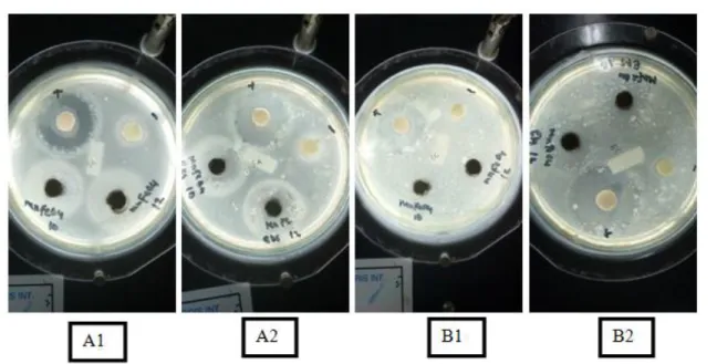 Gambar  9.  Uji  aktivitas  antibakteri  nanopartikel  (A1)  ( MnFe 2 O 4   N10  dan  MnFe 2 O 4  N12 ),  (A2)  ( MnFe 2 O 4 