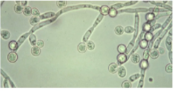 Gambar 2.1. Candida albicans 
