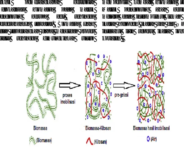 Gambar 1. Illustrasi  pemerangkapan biomassa Aspergillus niger pada kitosan   (modifikasi Wu dkk., 2002) 