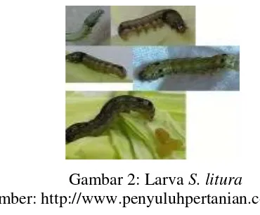 Gambar 2: Larva S. litura 