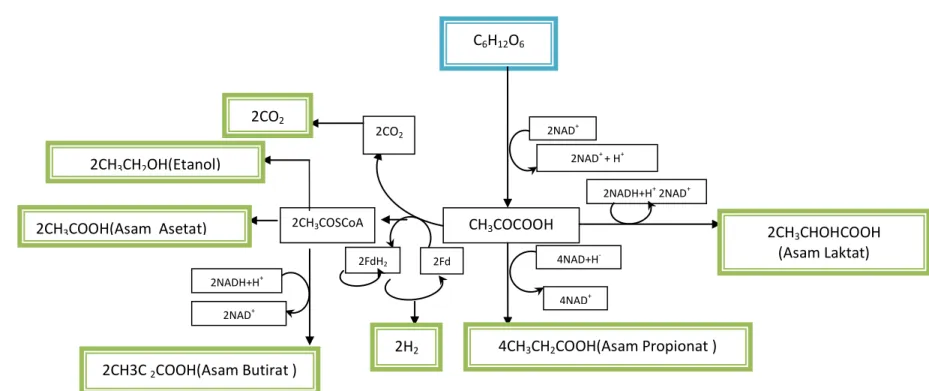Gambar 2.2 Mekanisme reaksi pada proses acidogenesis dari glukosa dalam pembentukan volatile (Yusoff.,dkk, 2010)C6H12O6CH3COCOOH 2NAD+4NAD+2NADH+H+ 2NAD+ 2CH3 CHOHCOOH (Asam Laktat) 2CO2 4NAD+H- 2NAD+ + H++ 2Fd2FdH22CH3COSCoA 2CH3CH2OH(Etanol) 2CH3COOH(Asa