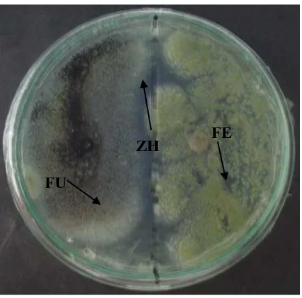 Gambar 4.2.1 Uji antagonis fungi endofit terhadap fungi uji, pada media PDYA, umur fungi 5 hari