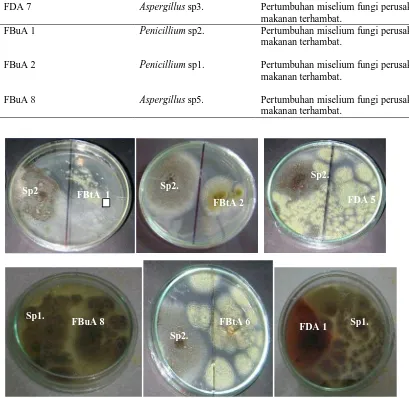 Gambar 4.2.2 Beberapa Isolat fungi endofit dari andaliman yang berpotensi      