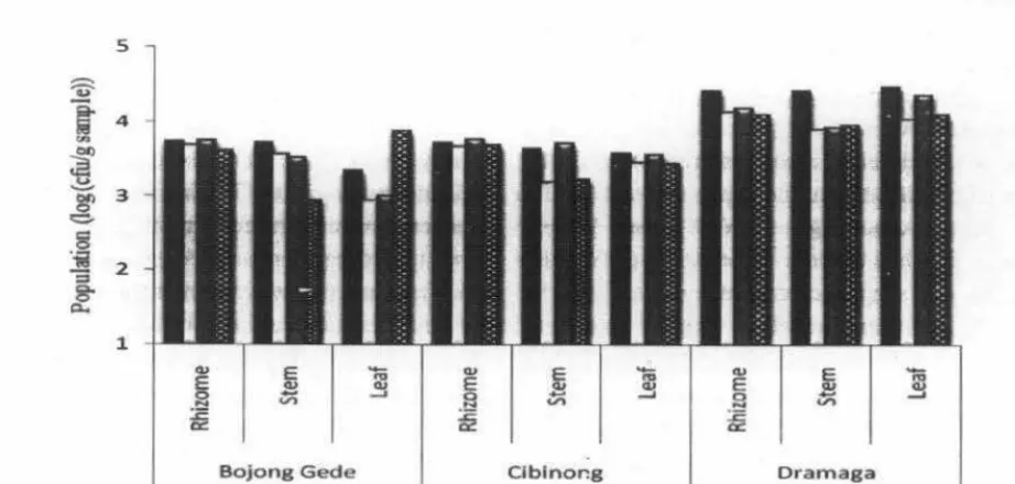 Table 2 The number of selected endophytic bacterial isolates obtained from white turmeric using spread plate and plant piece methods 