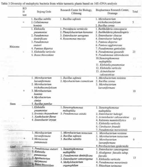 Table 3 Diversity of endophytic bacteria from white turmeric plants based on 16S rDNA analysis 