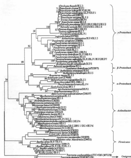 Fig 2 Phylogenetic tree based on l 6S rDNA sequences of the endopbytic bacteria using neighbor-joining tree method, model Kimura2-parameter and Gamma distributed with 1000 replications