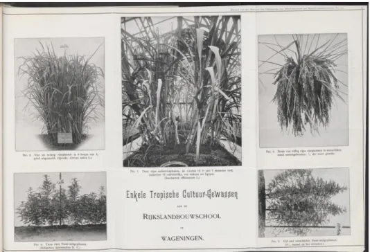 Gambar 2. Tanaman tebu, padi dan indigo dari Nusantara yang menjadi sampel penelitian di  Rijkslandbouwschool te Wageningen, Belanda