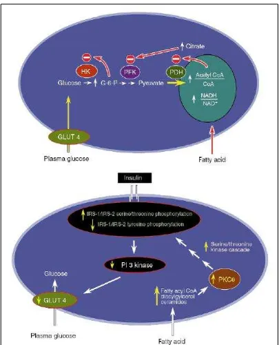 Gambar 5. Mekanisme asam lemak bebas dapat menyebabkan resistensi insulin 