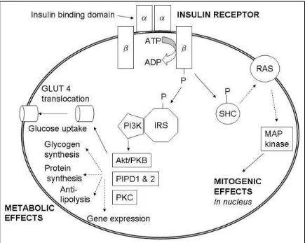 Gambar 1.Skema jalur sinyal insulin 