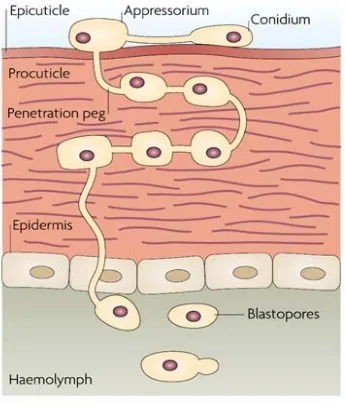 Gambar 3 : Mekanisme infeksi M. anisopliae 