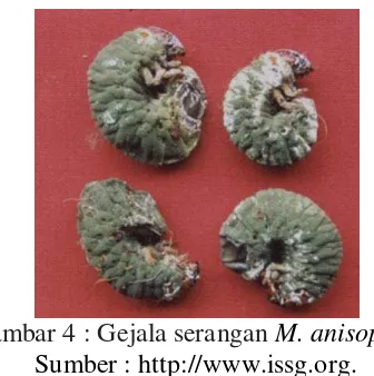Gambar 4 : Gejala serangan M. anisopliae 