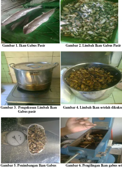 Gambar 3.  Pengukusan Limbah Ikan  