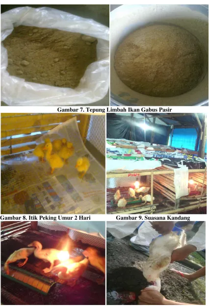 Gambar 8. Itik Peking Umur 2 Hari 