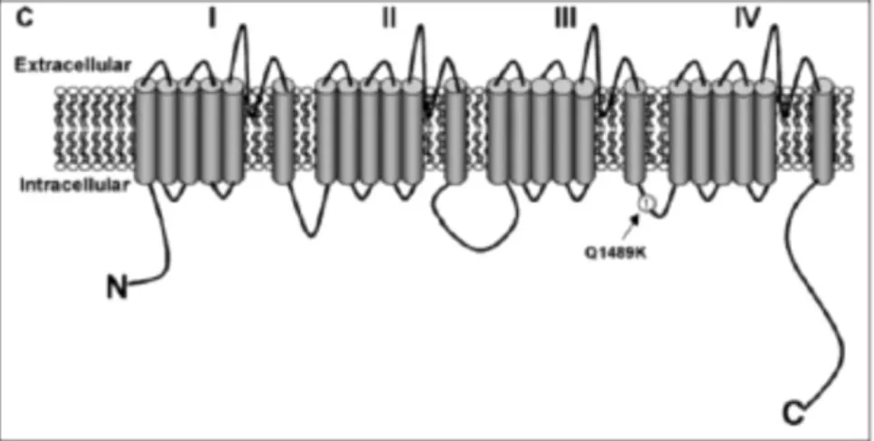 Gambar 5. Struktur molekular dari kanal natrium tipe voltage-gated dengan mutasi FHM3  (Hansen, 2010) 