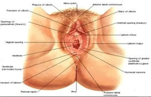 Gambar 2.1 Genitalia Eksterna pada perempuan (Netter,2010) 